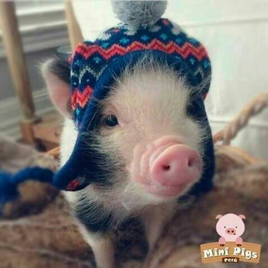 Мини Пиг в шапке