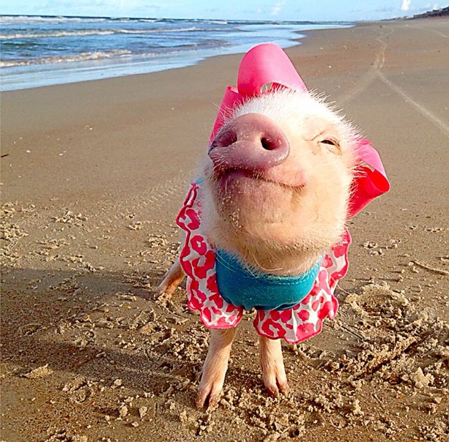 Поросенок в купальнике