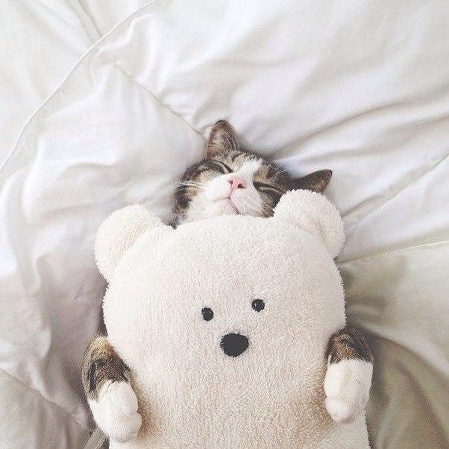 Милые сонные котики