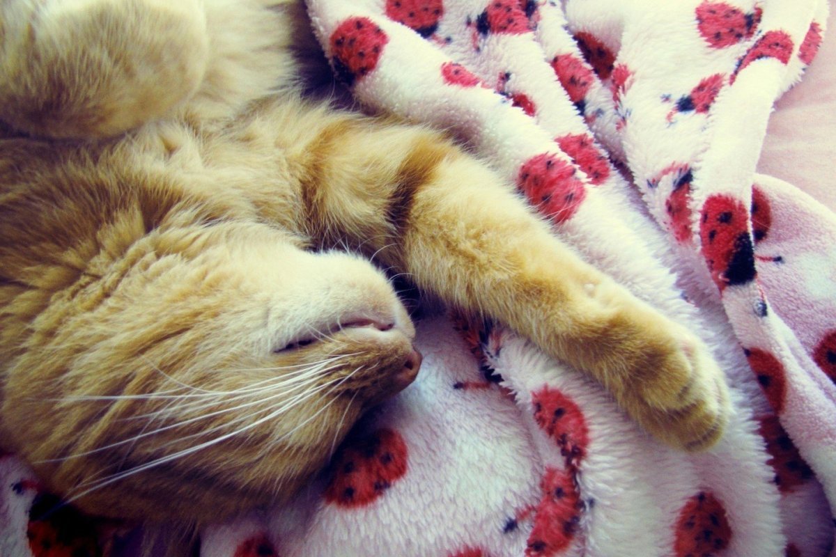 Покрывало с котом