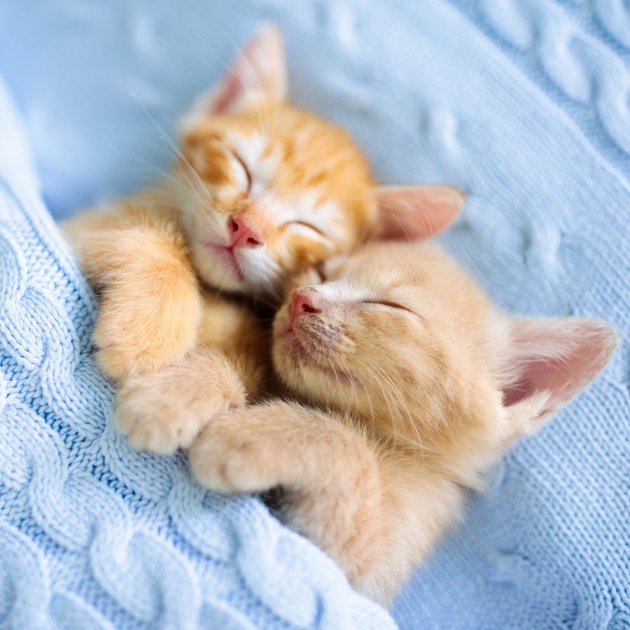 Милые сонные котики