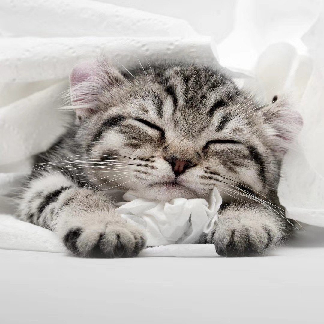 Кошка с котятами