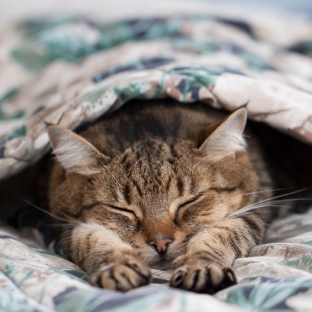 Кошечки спят в обнимку