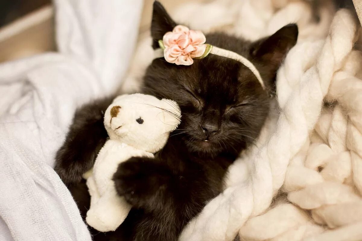 Спящий кот в кровати