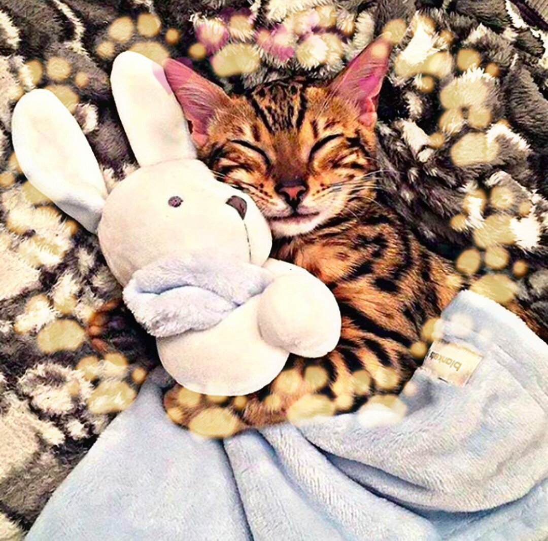 Котик обнимает игрушку