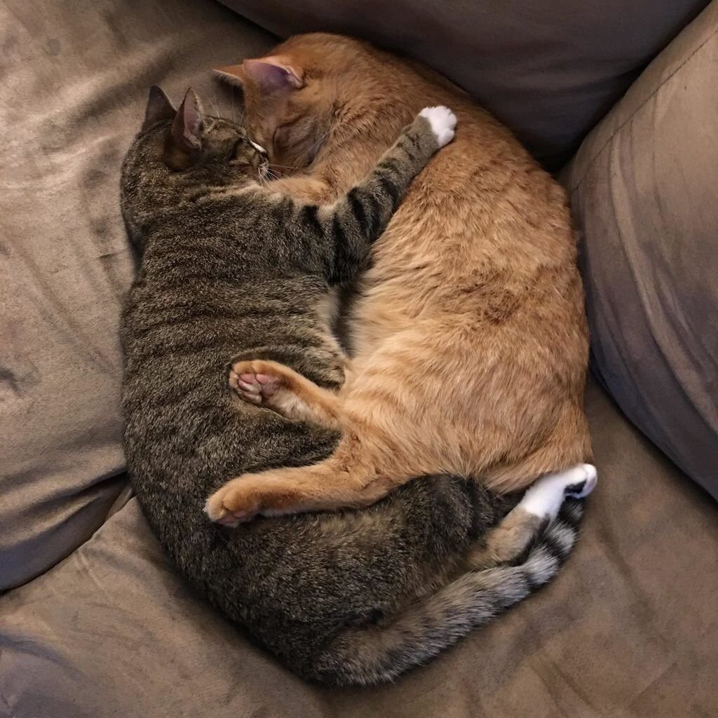 Толстый котя на диване