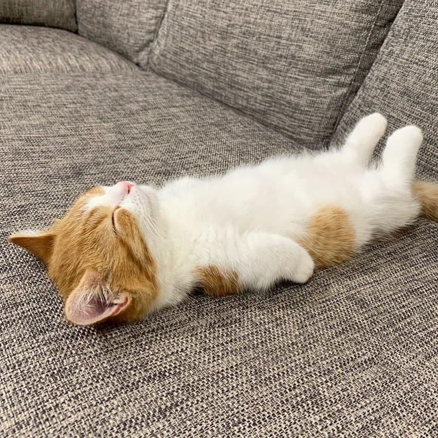 Котенок на диване