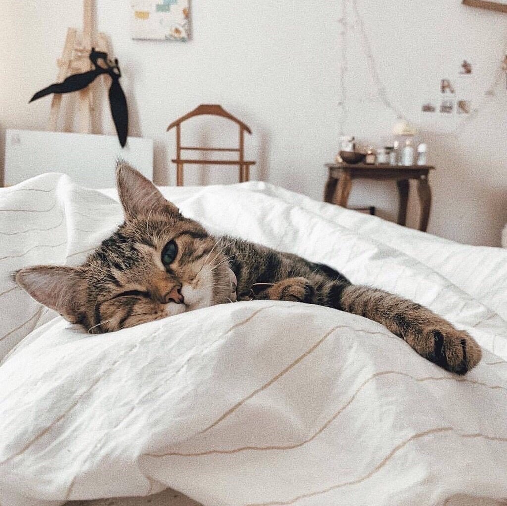 Кот спит со мной