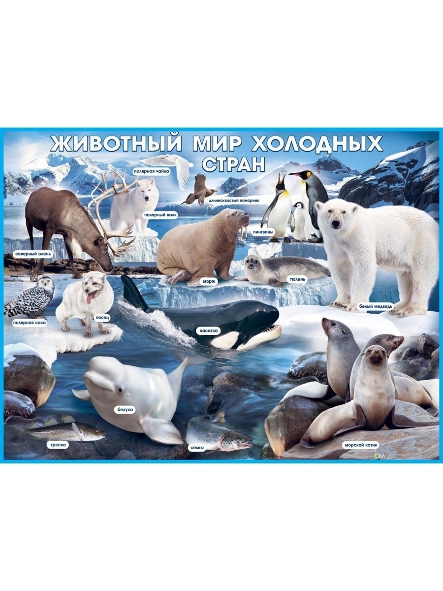 Животные холодных стран