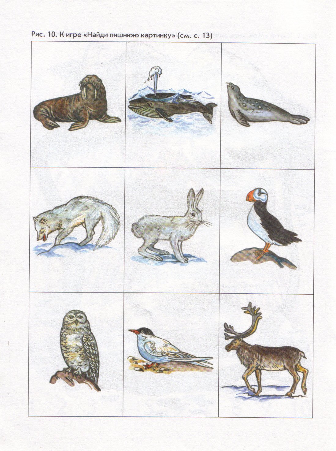 Антарктида материк для детей