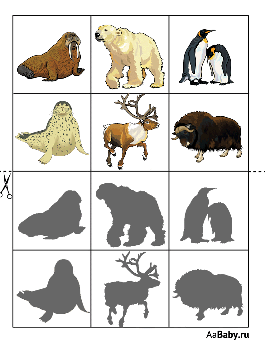 Животные севера задания для детей