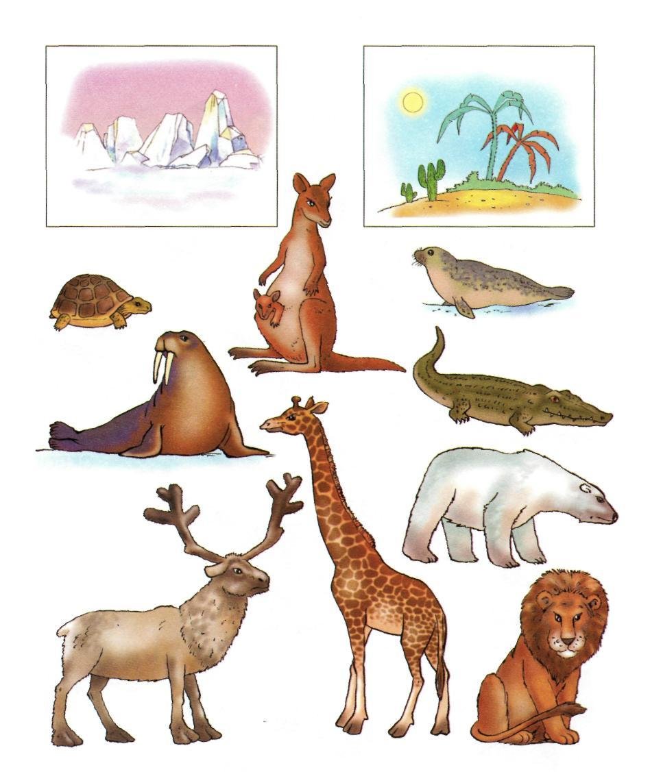 Картинки животные холодных стран для дошкольников