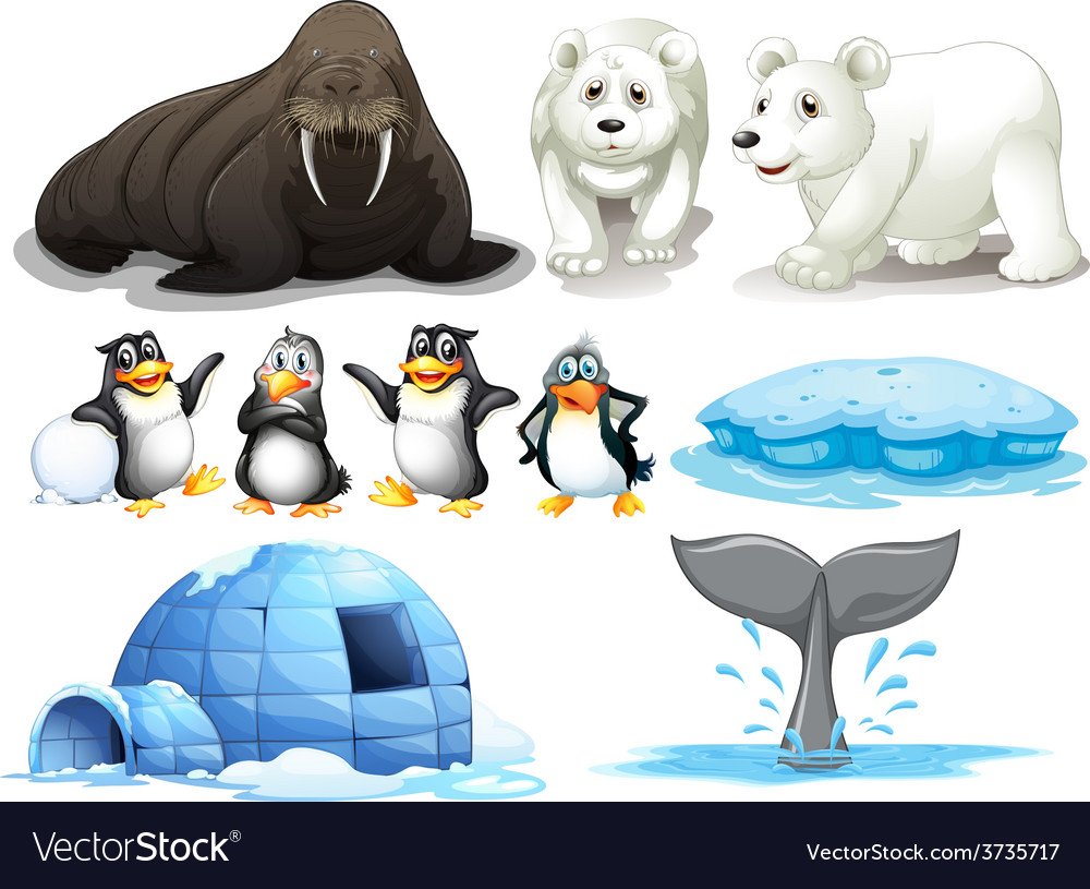 Животные из красной книги раскраска