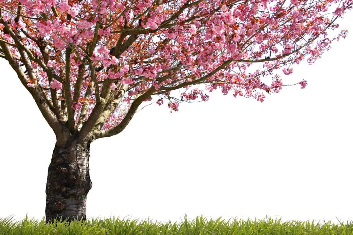 Цветущее дерево на прозрачном фоне