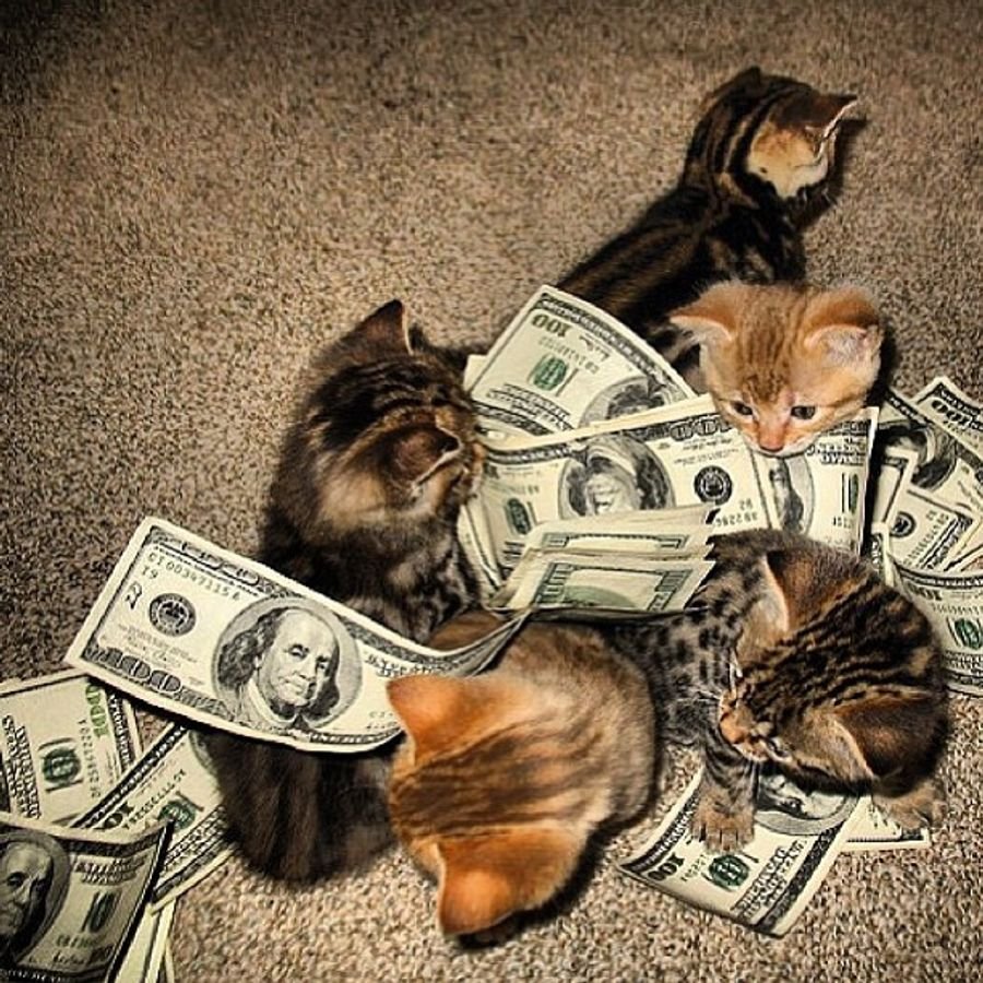 Котенок с деньгами