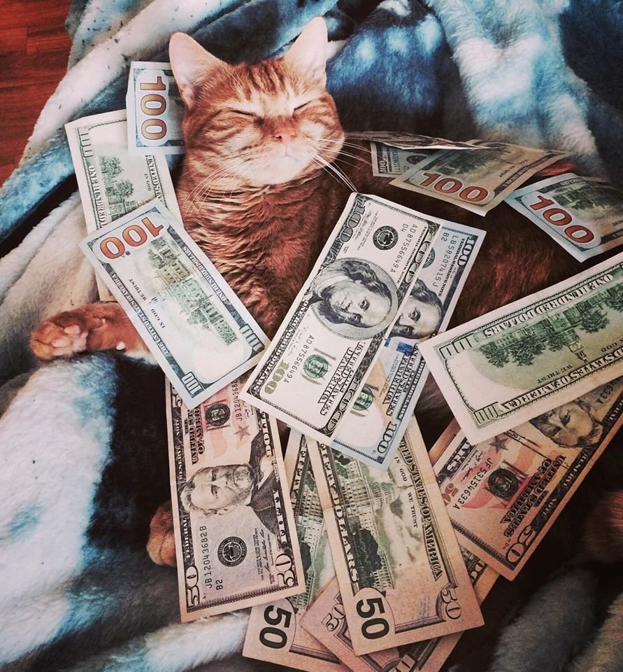 Денежный котик