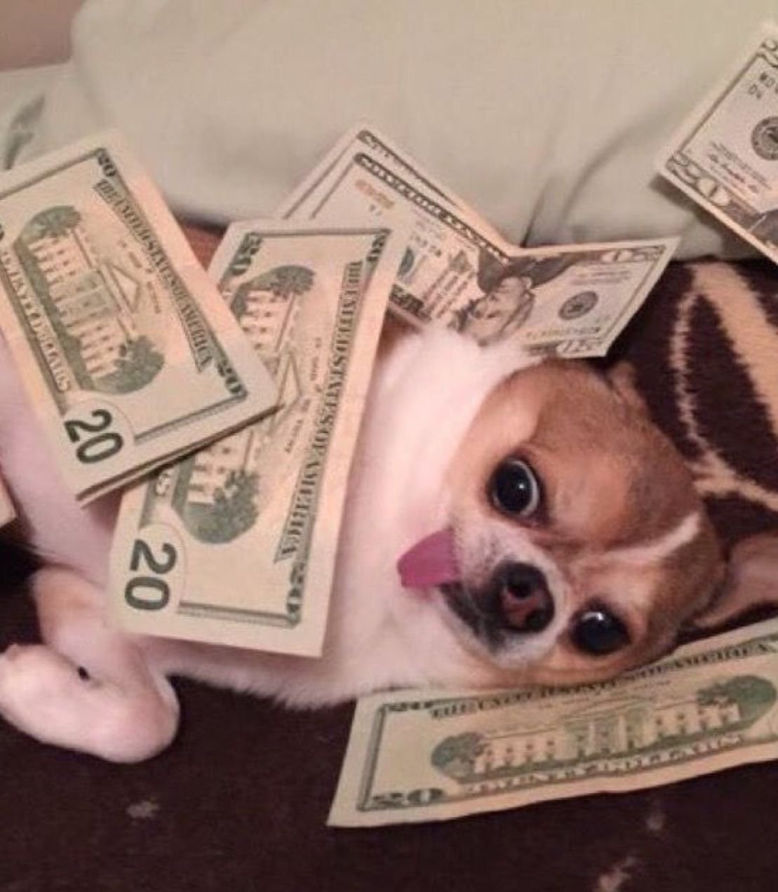 Щенок с деньгами