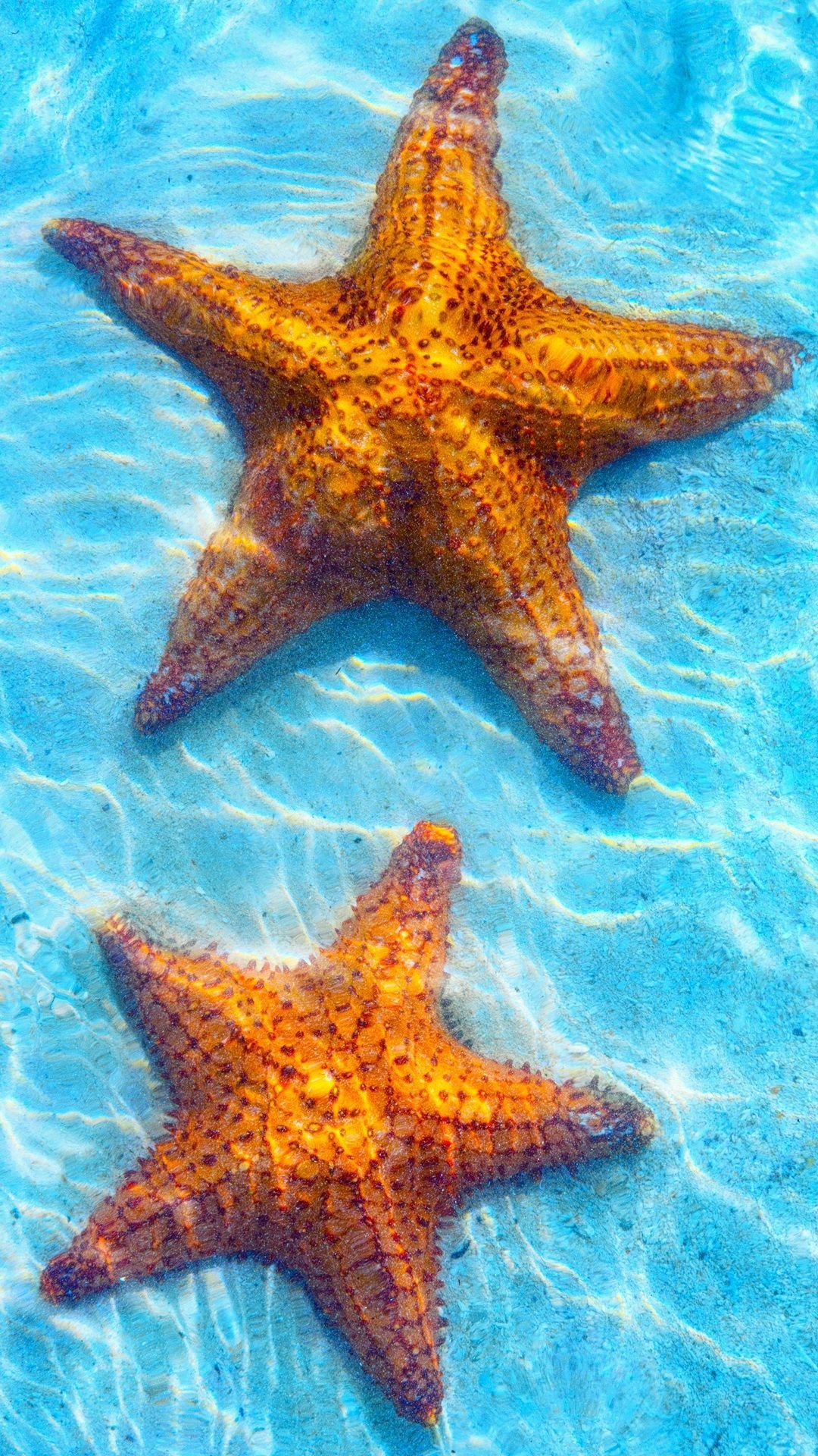 Морская Звездочка