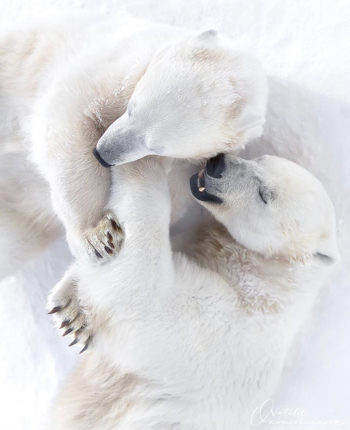 Белый медведь Орто дойду