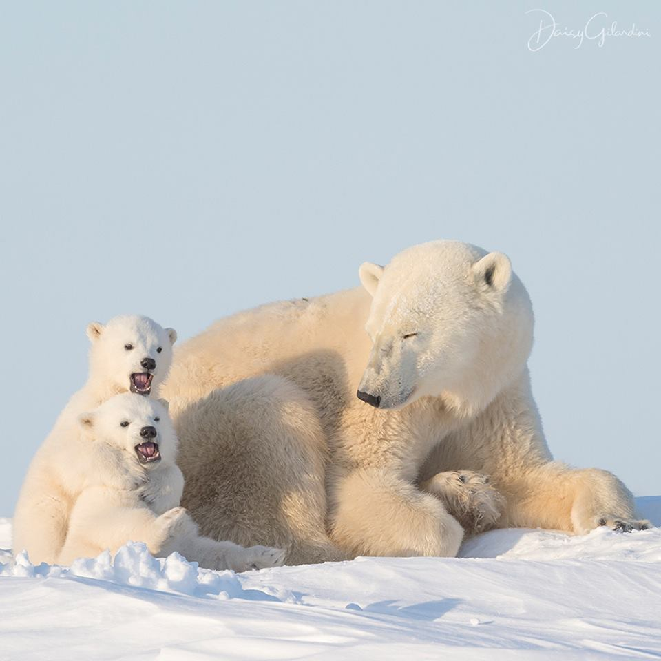 Мишка с севера