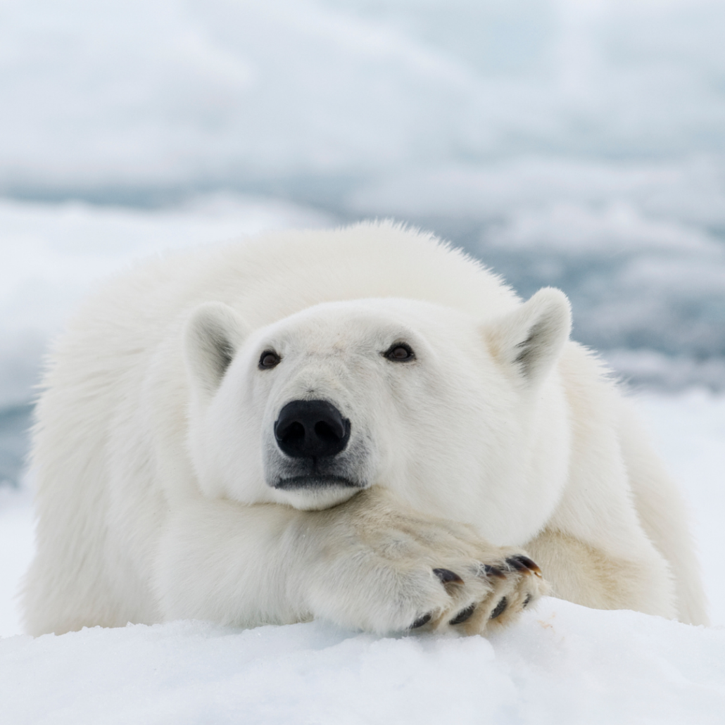 Фиолетовый Полярный медведь