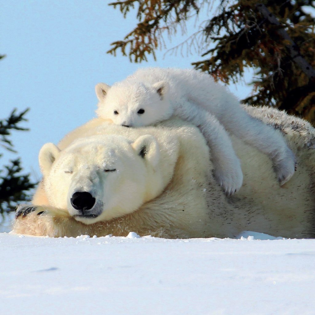 Белый медведь с медвежатами