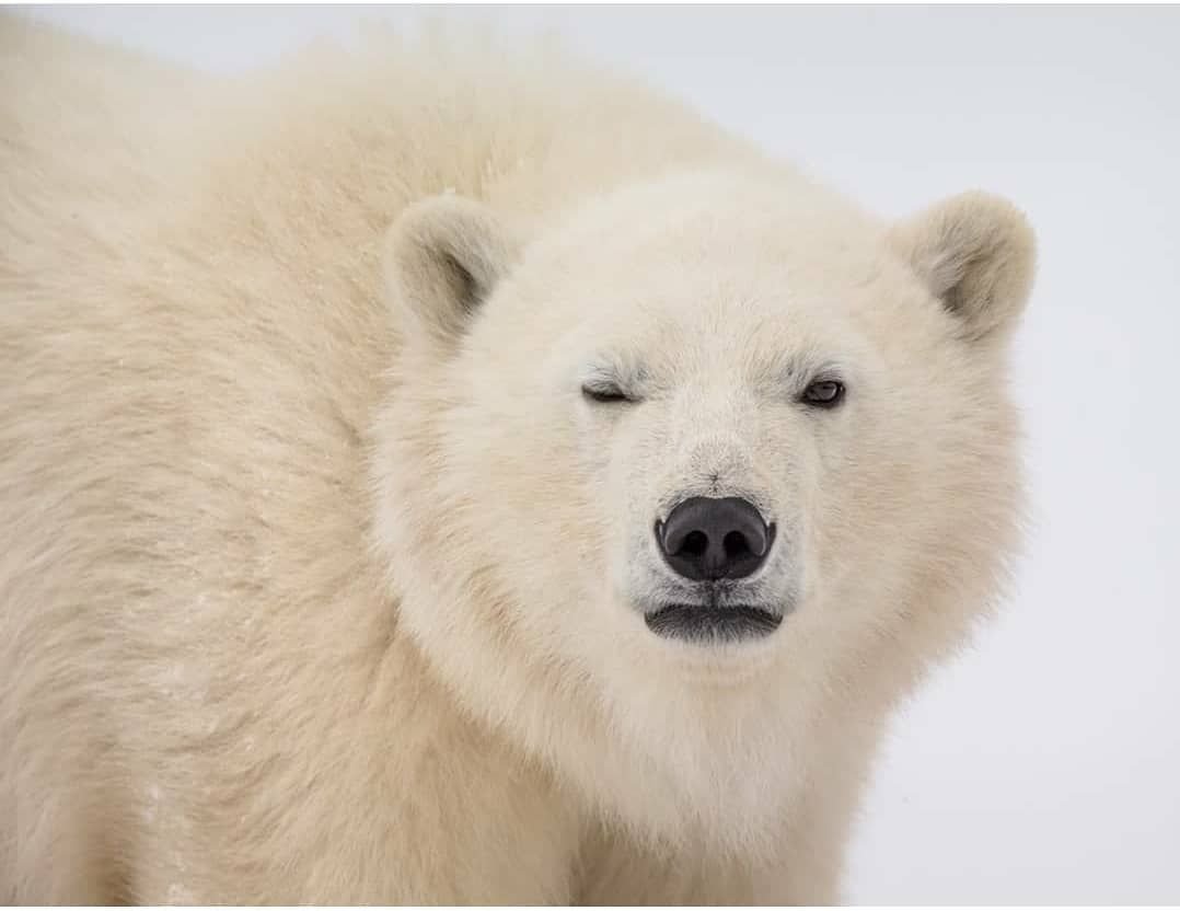 Голова белого медведя