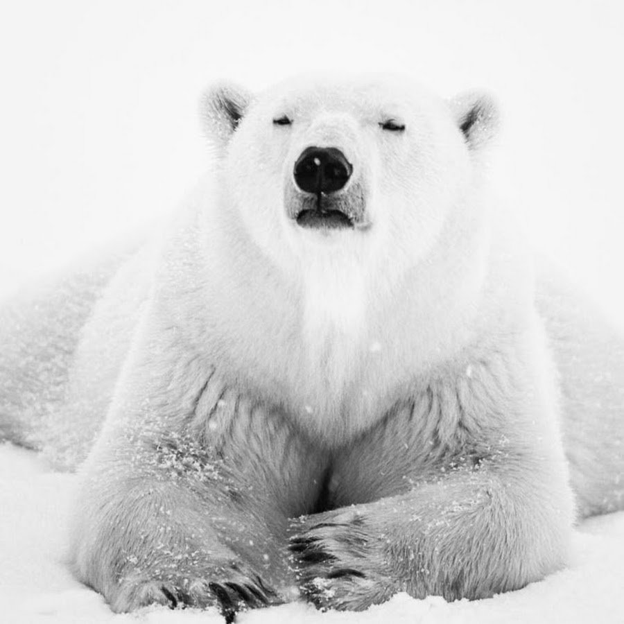 Белый медведь