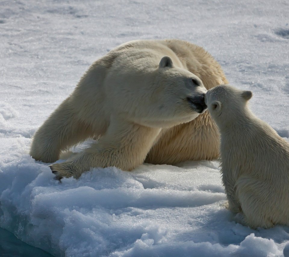 Животные живущие в Арктике