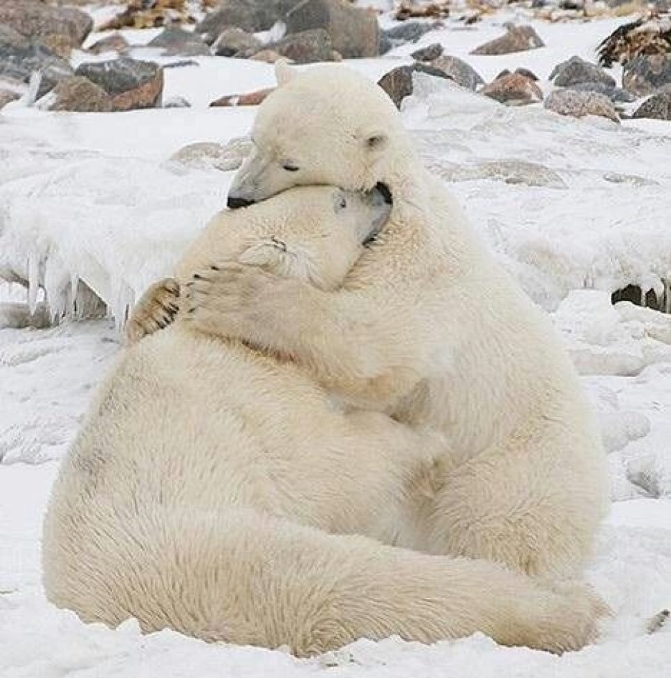 Белые медведи обнимаются