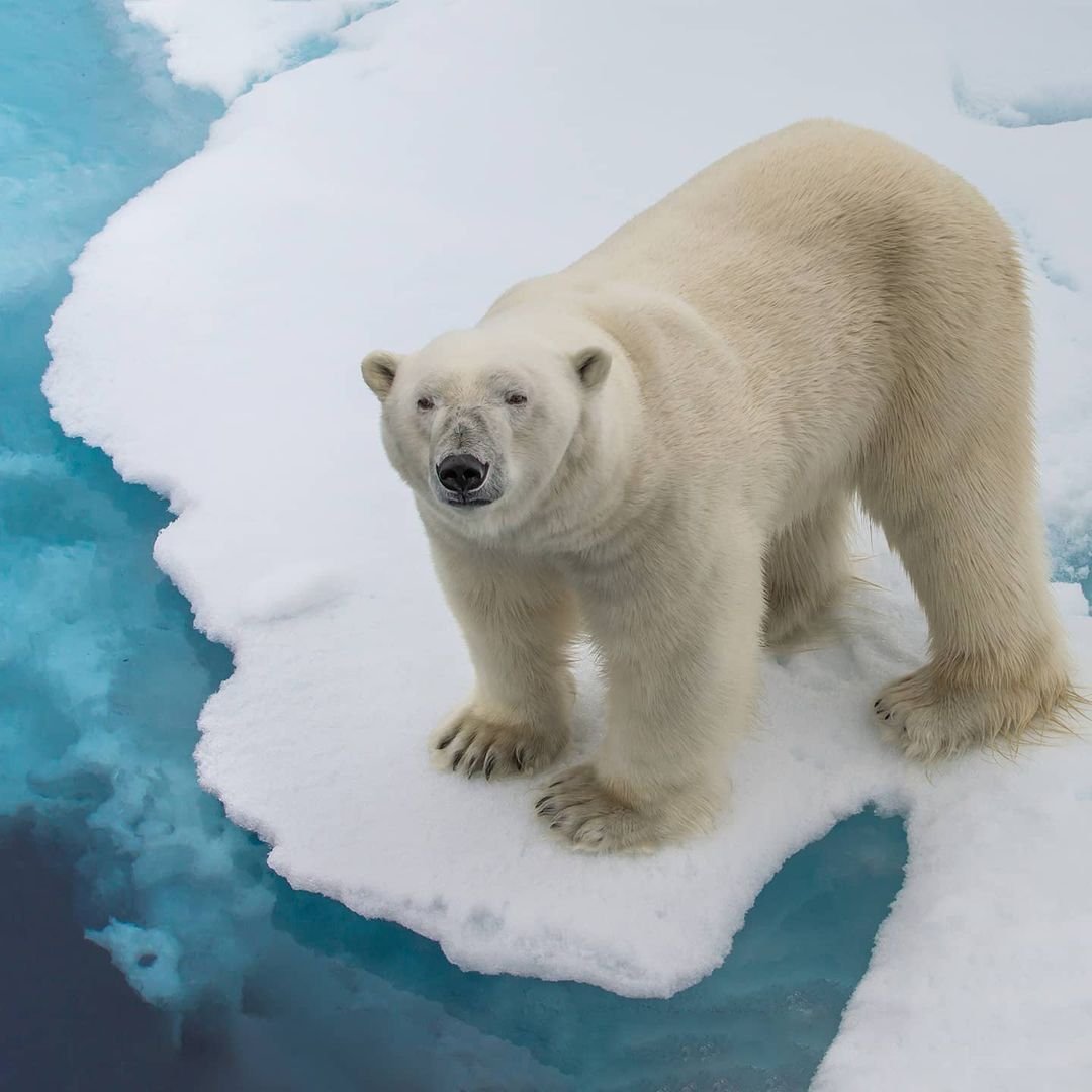 Белый медведь машет лапой