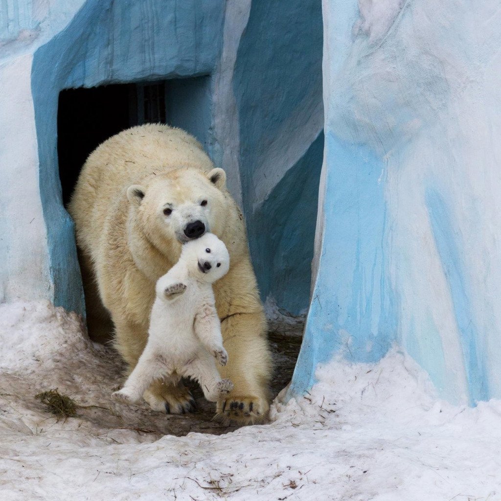 Белый медведь затаился