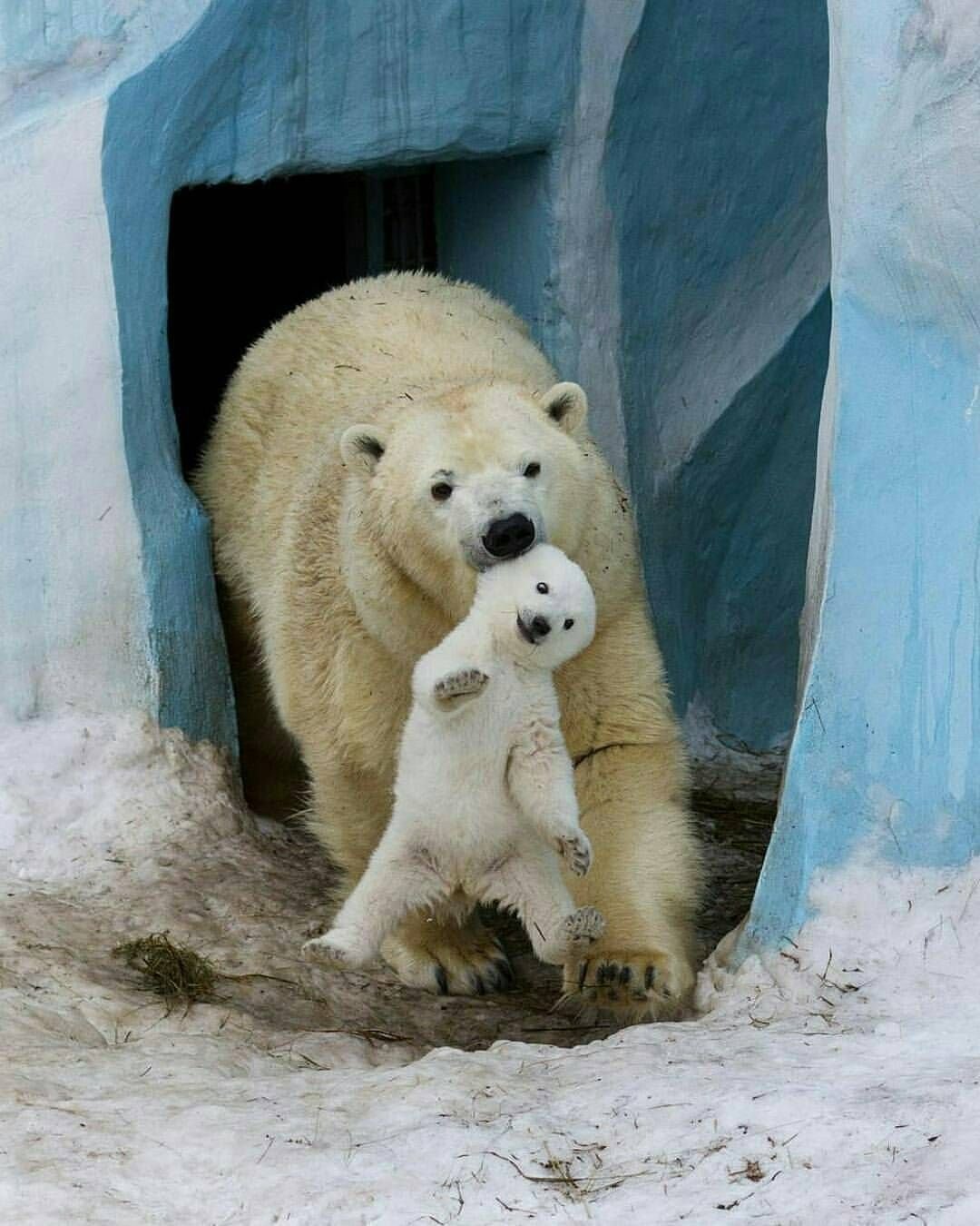 Веселые медвежата