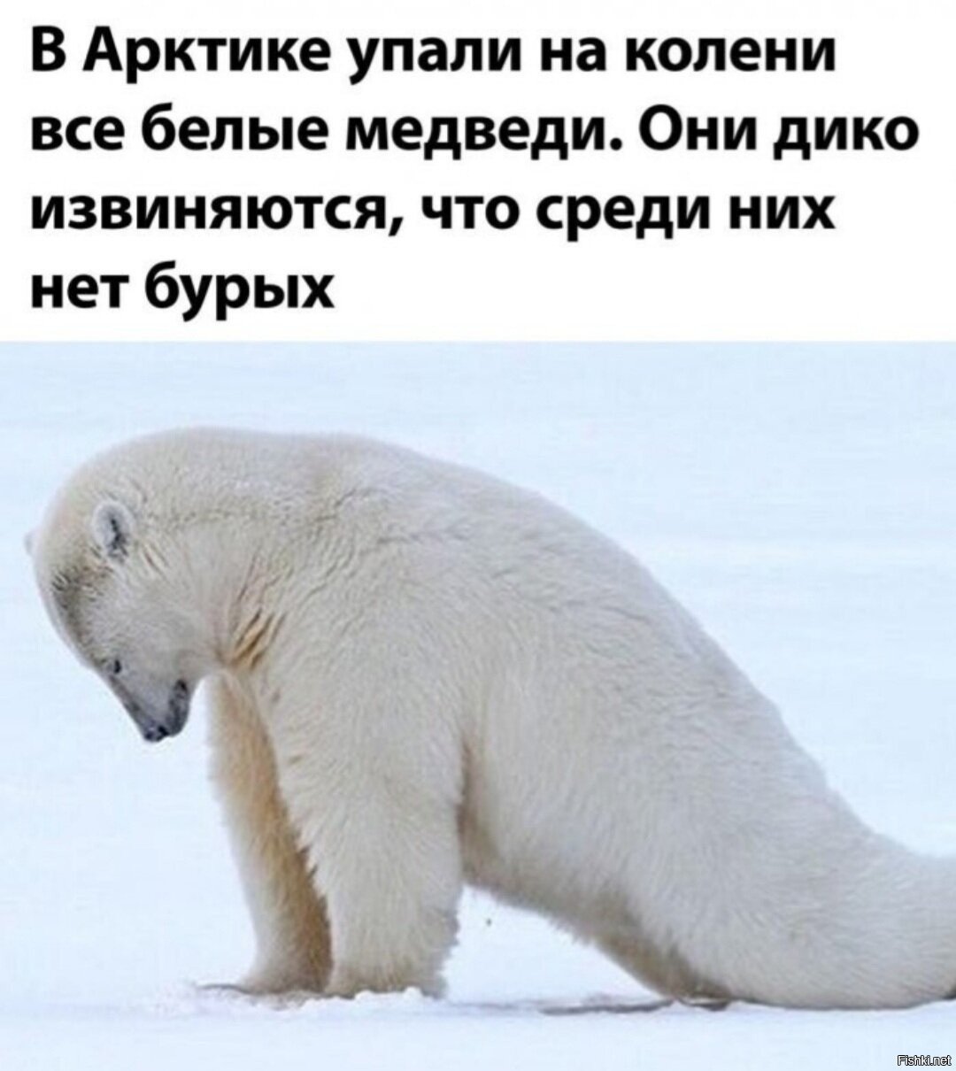 В Арктике упали на колени белые медведи