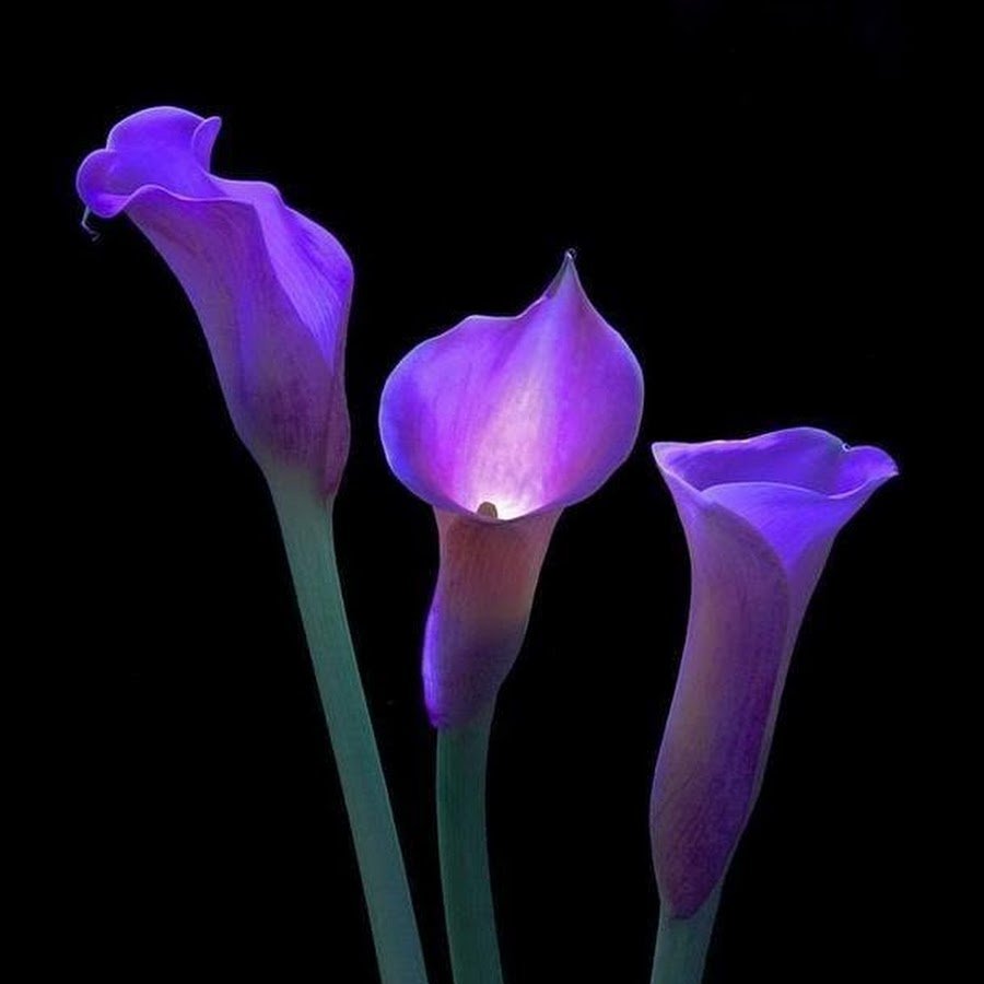 Каллы цветы букет