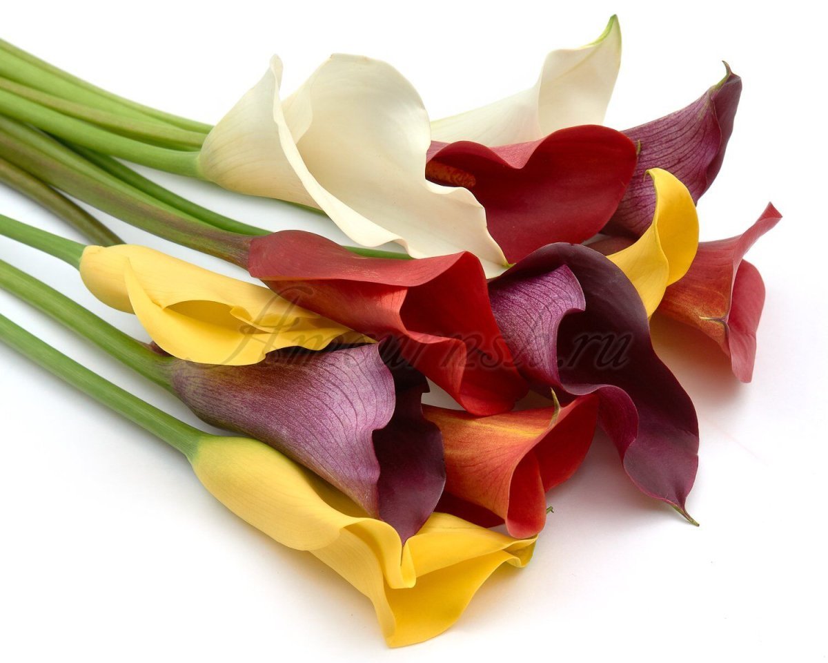 Бутон каллы