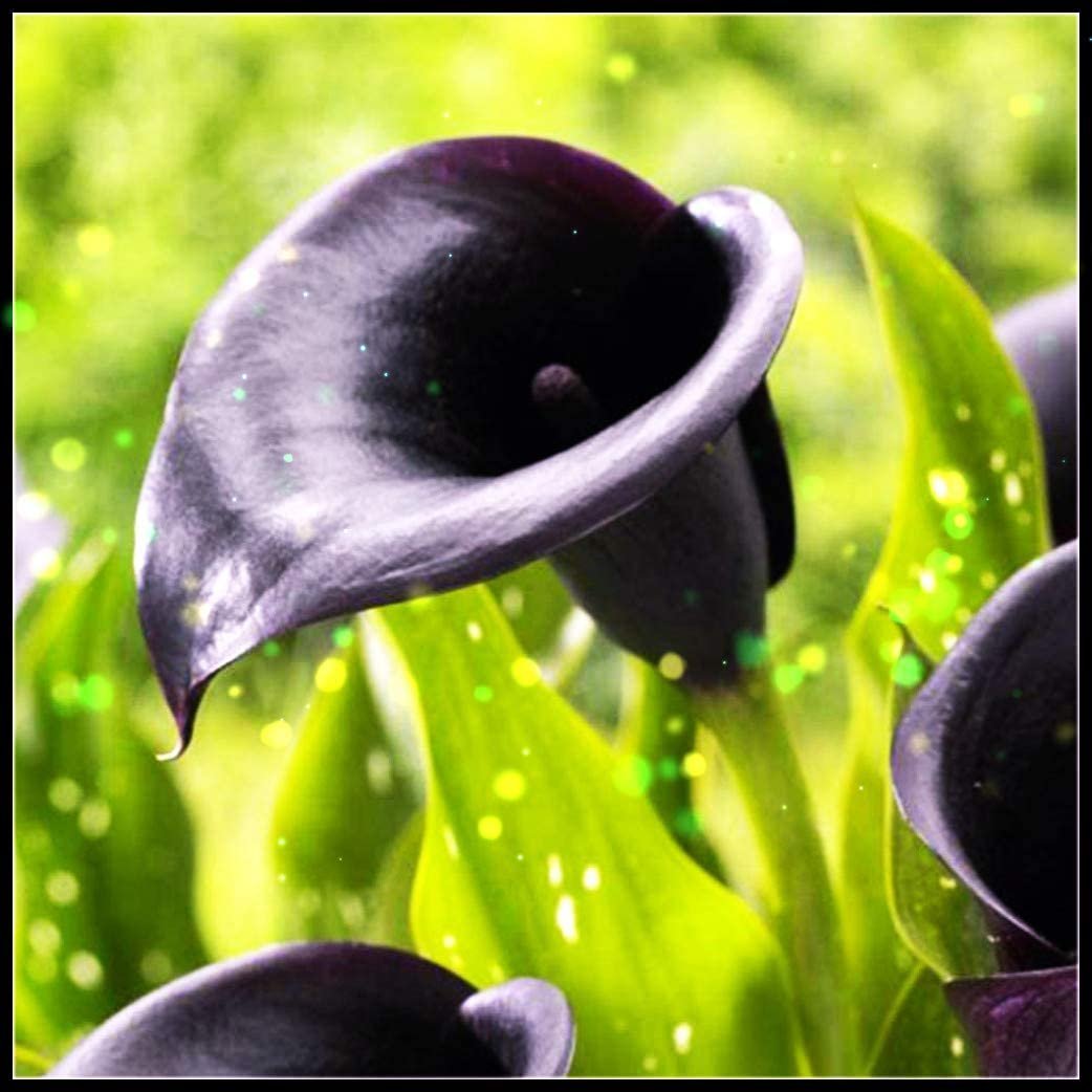 Калла Блэк Айд леди