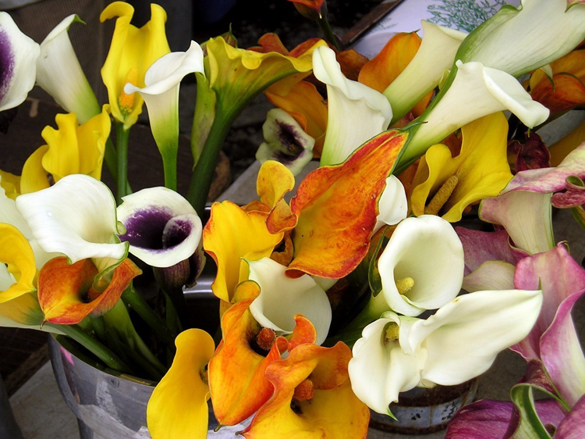 Калла Гарнет Глоу