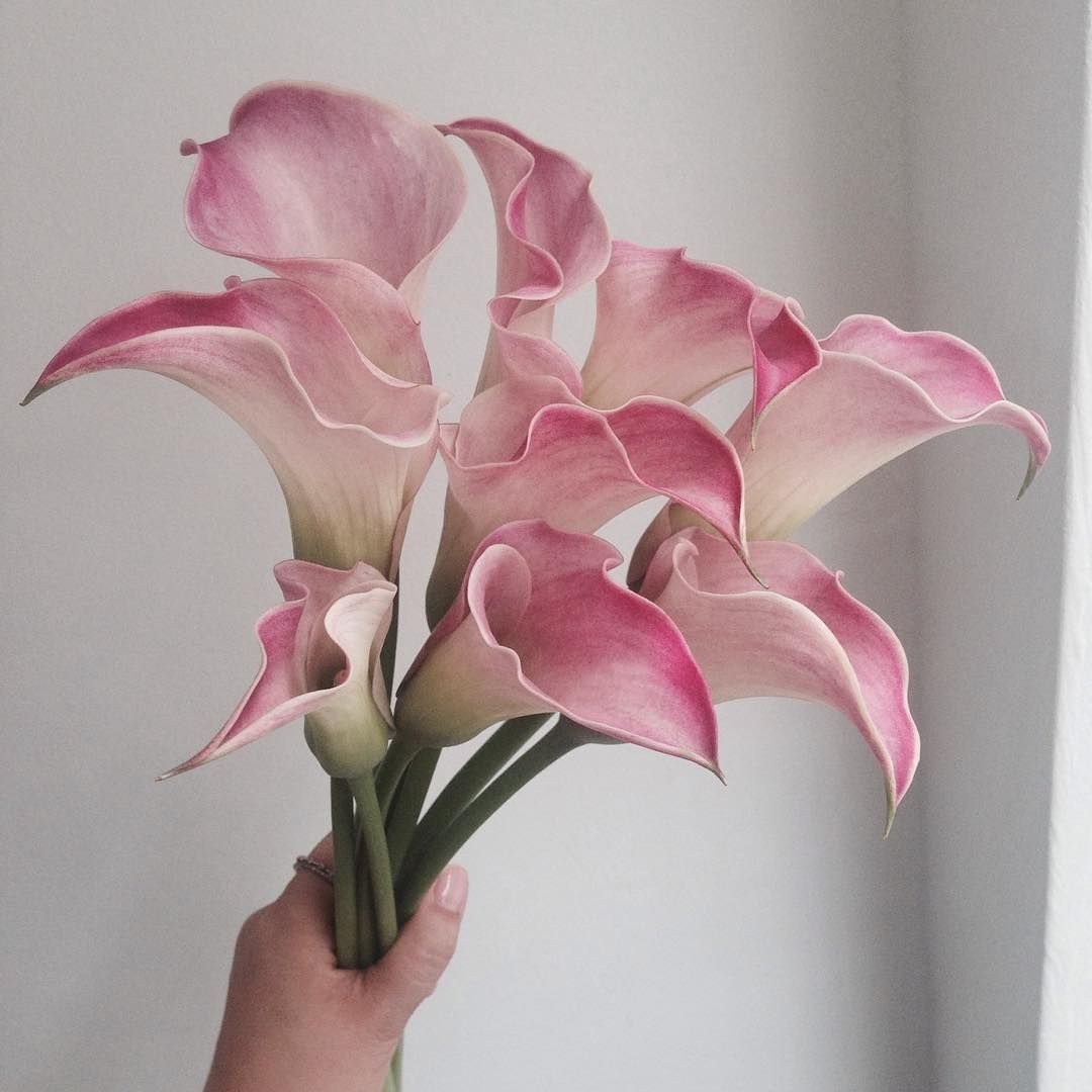 Каллы на черном фоне