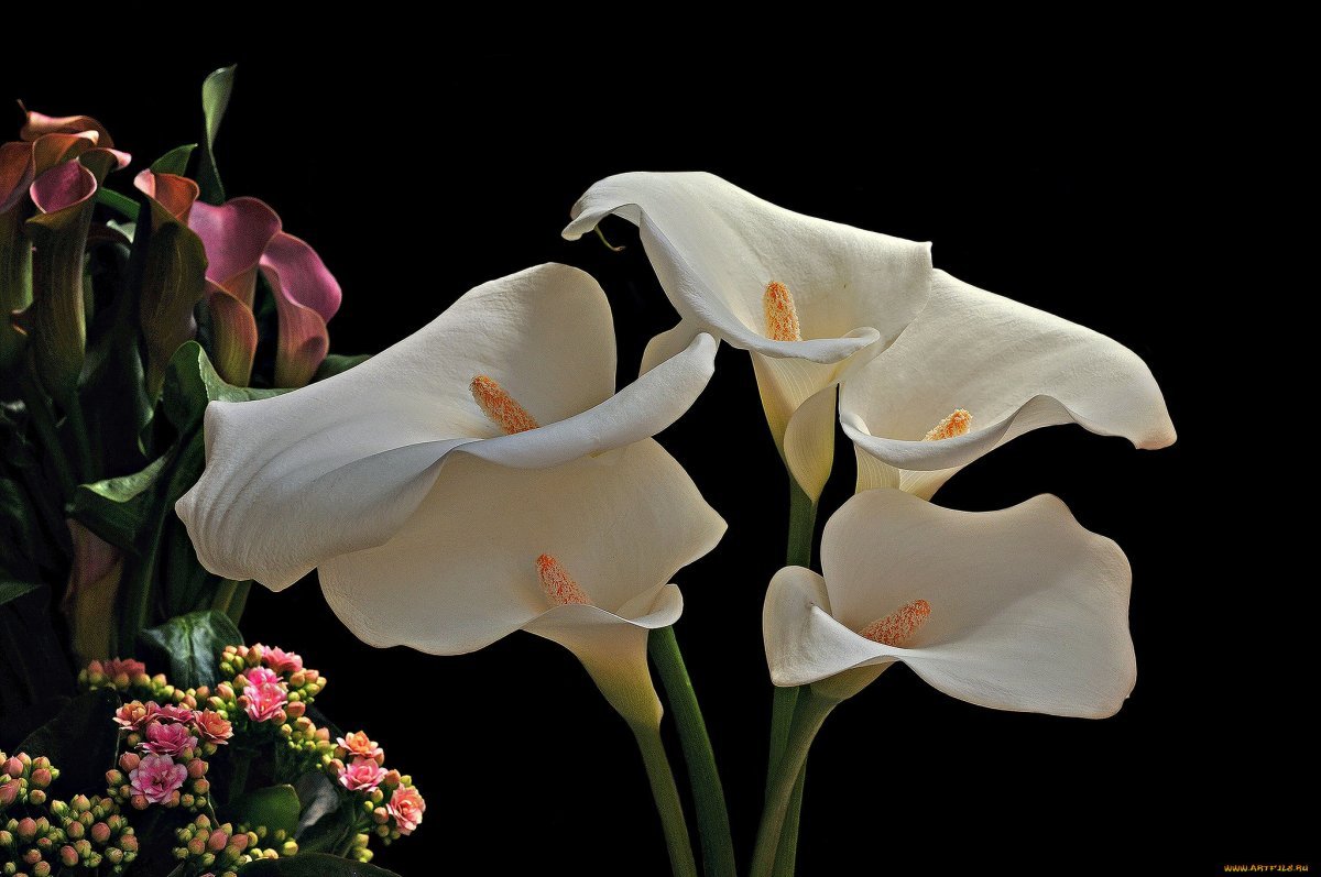 Калла черная