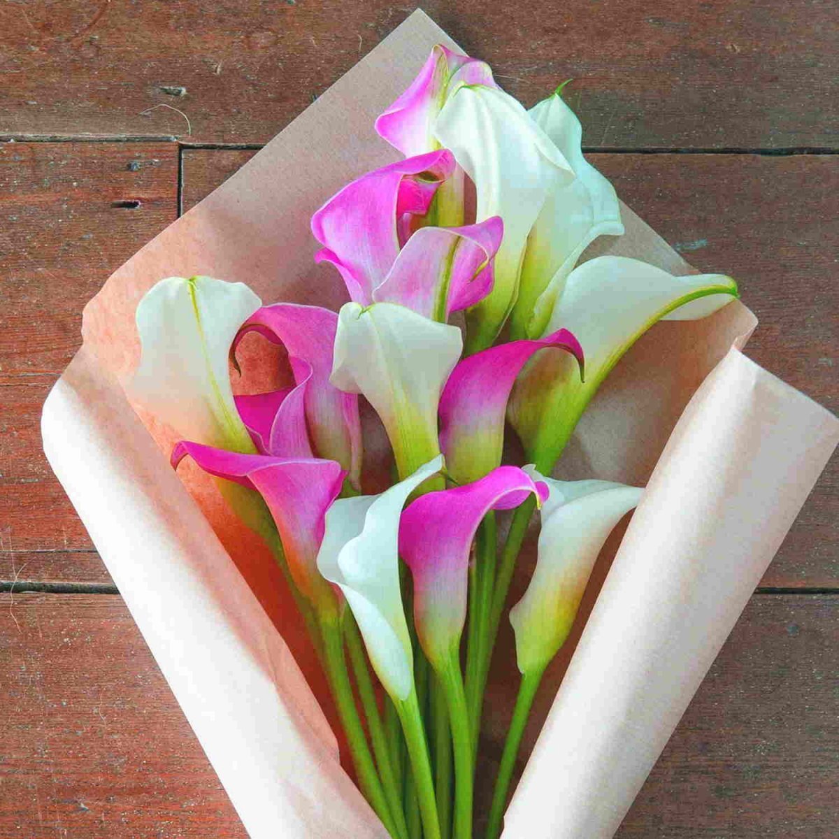 Калла Монинг Сан