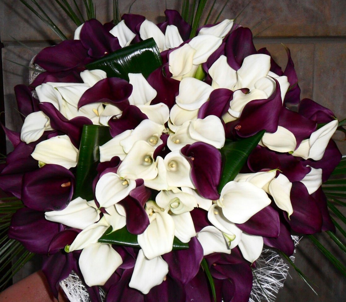 Калла аметист