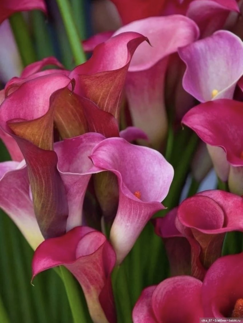 Цветы каллы в калифорнийской долине Calla Lily Valley