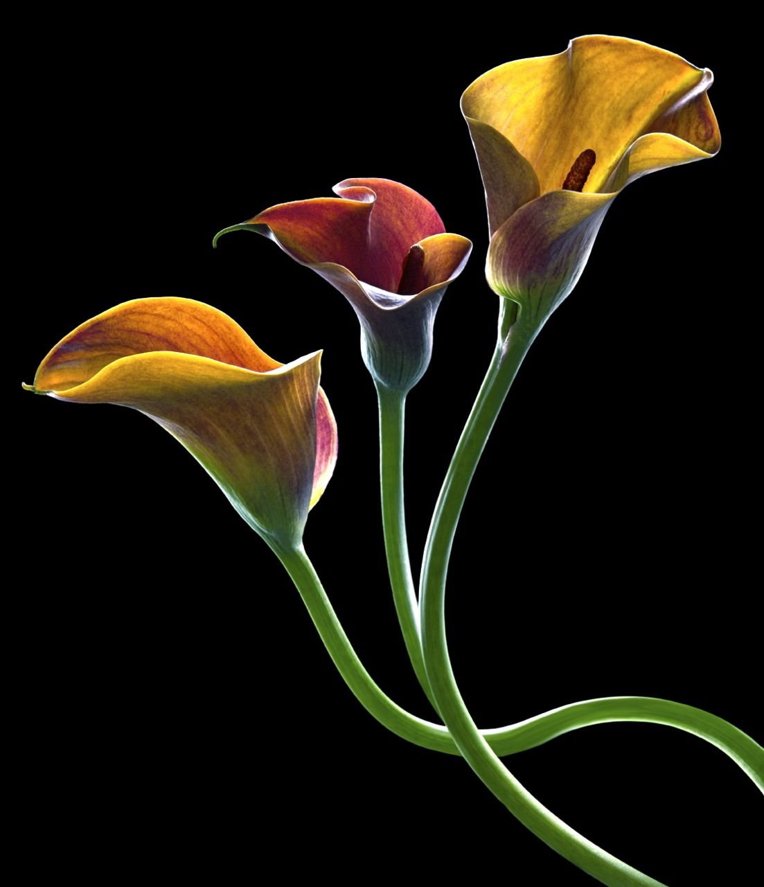 Thun Silvia каллы