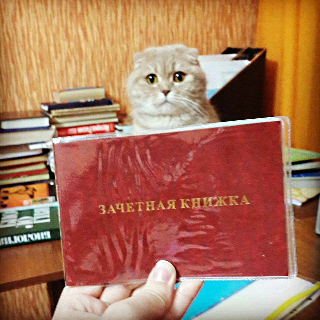 Сессия кот