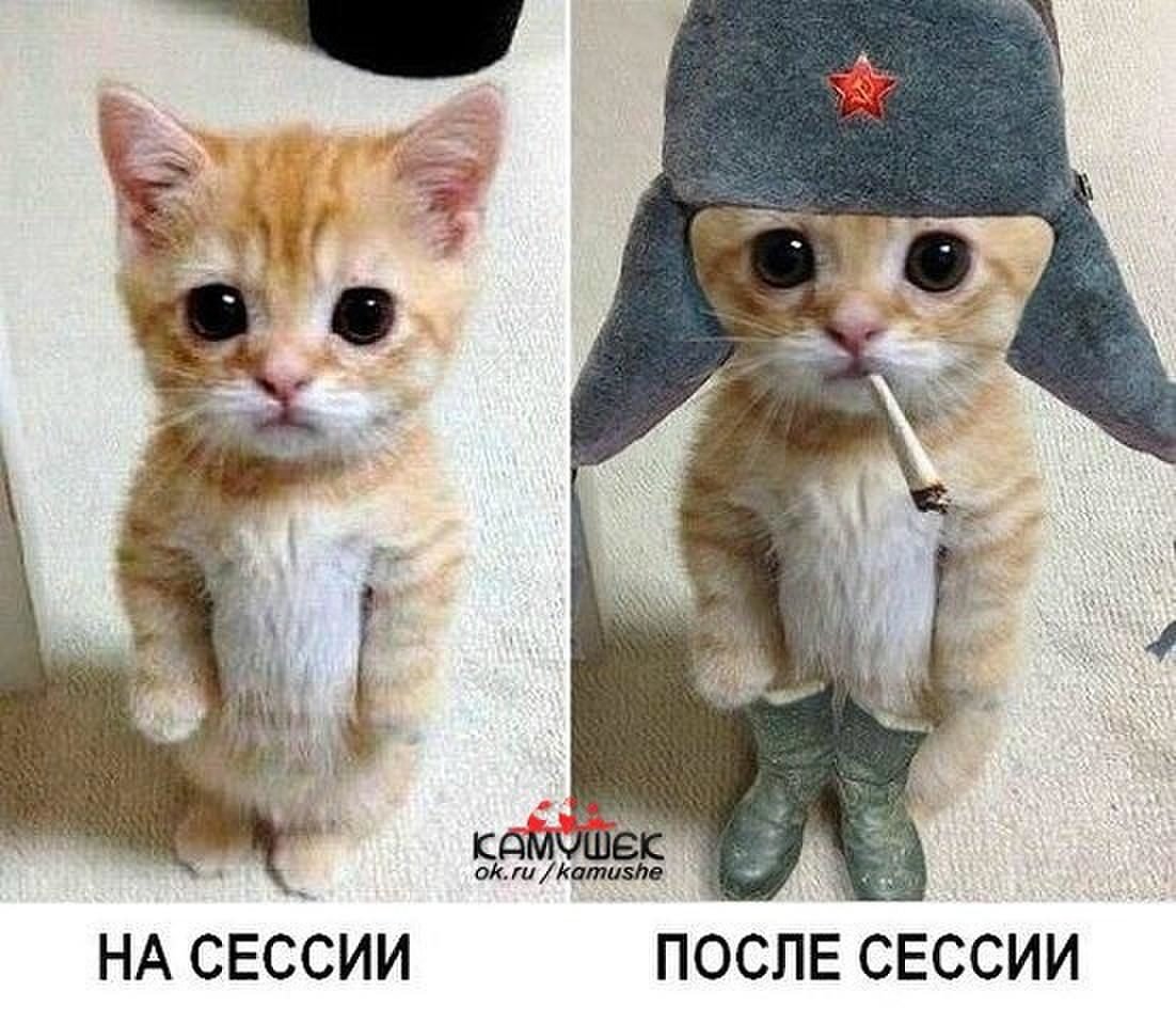 Смешные мемы про сессию