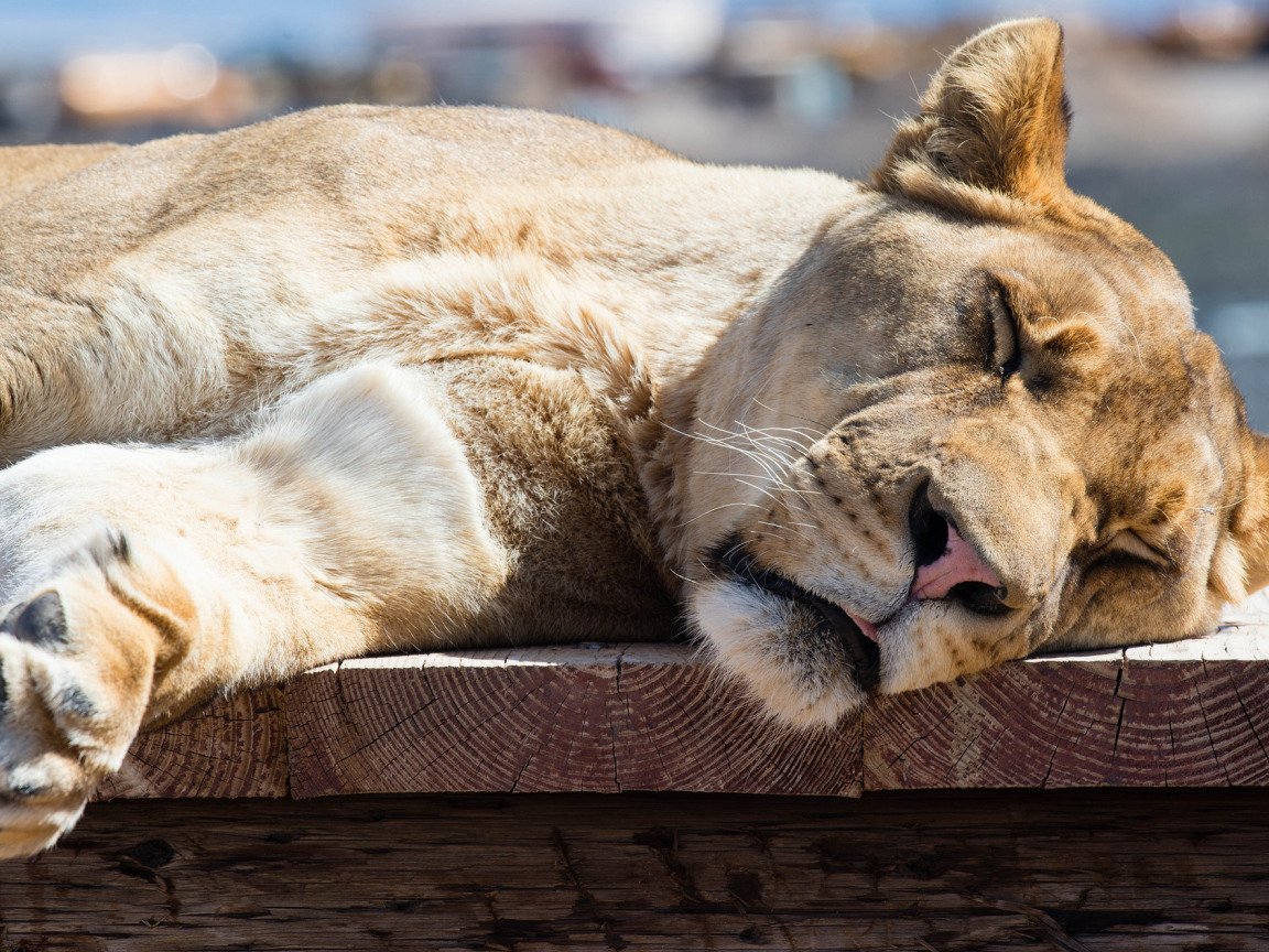 Львица спит