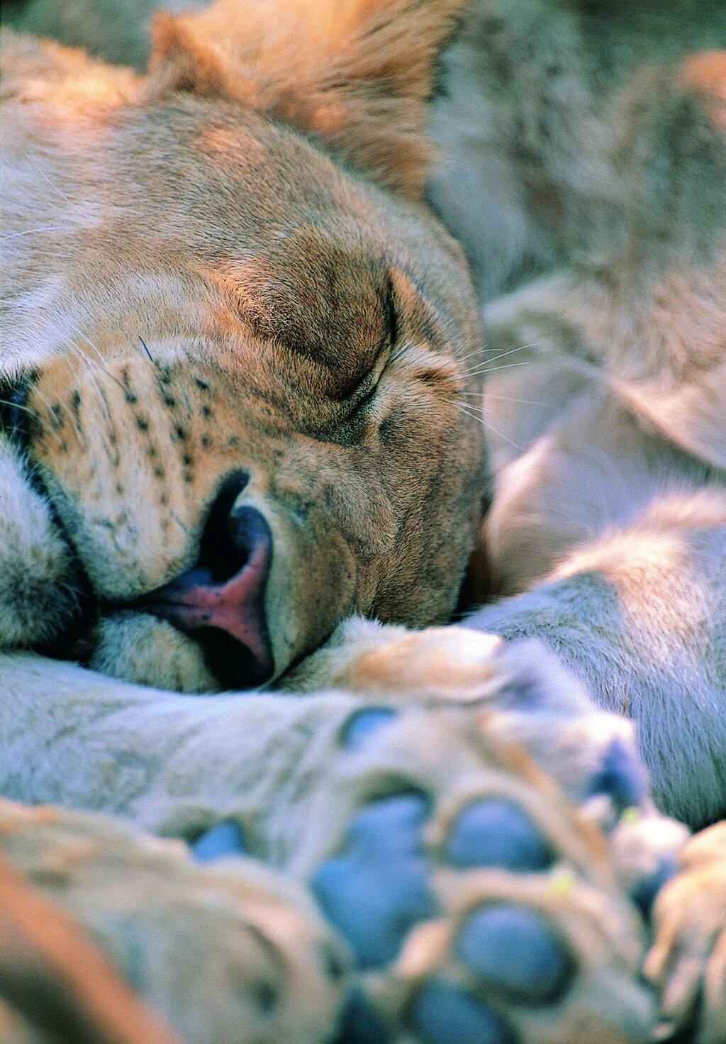 Сон животных