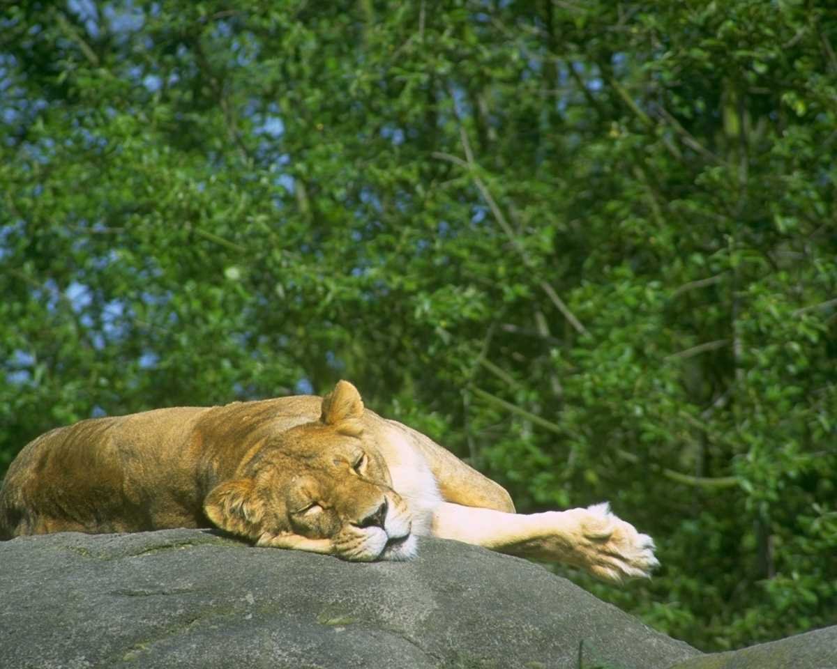 Львица на отдыхе фото