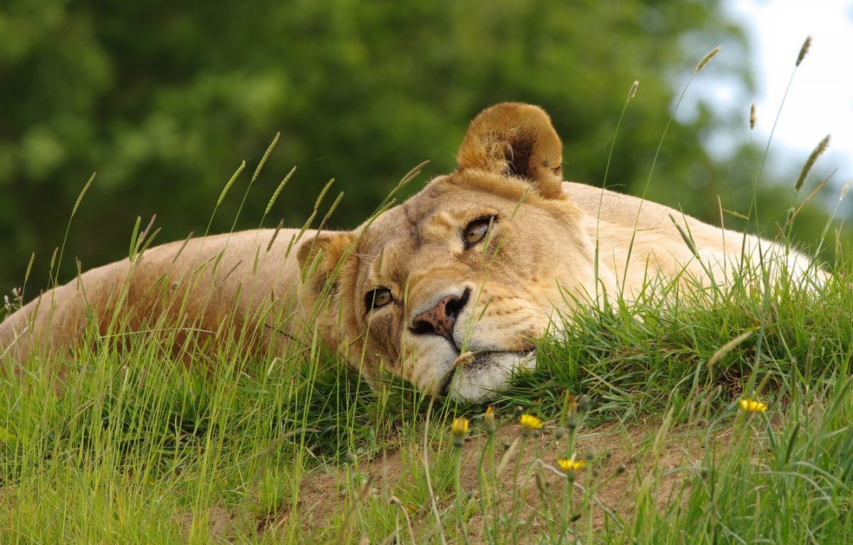 Львица отдыхает